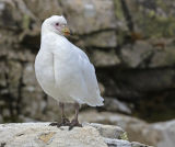Snowy Sheathbill 
